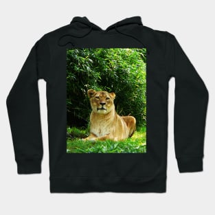 Lions - Lady Lion Relaxing Hoodie